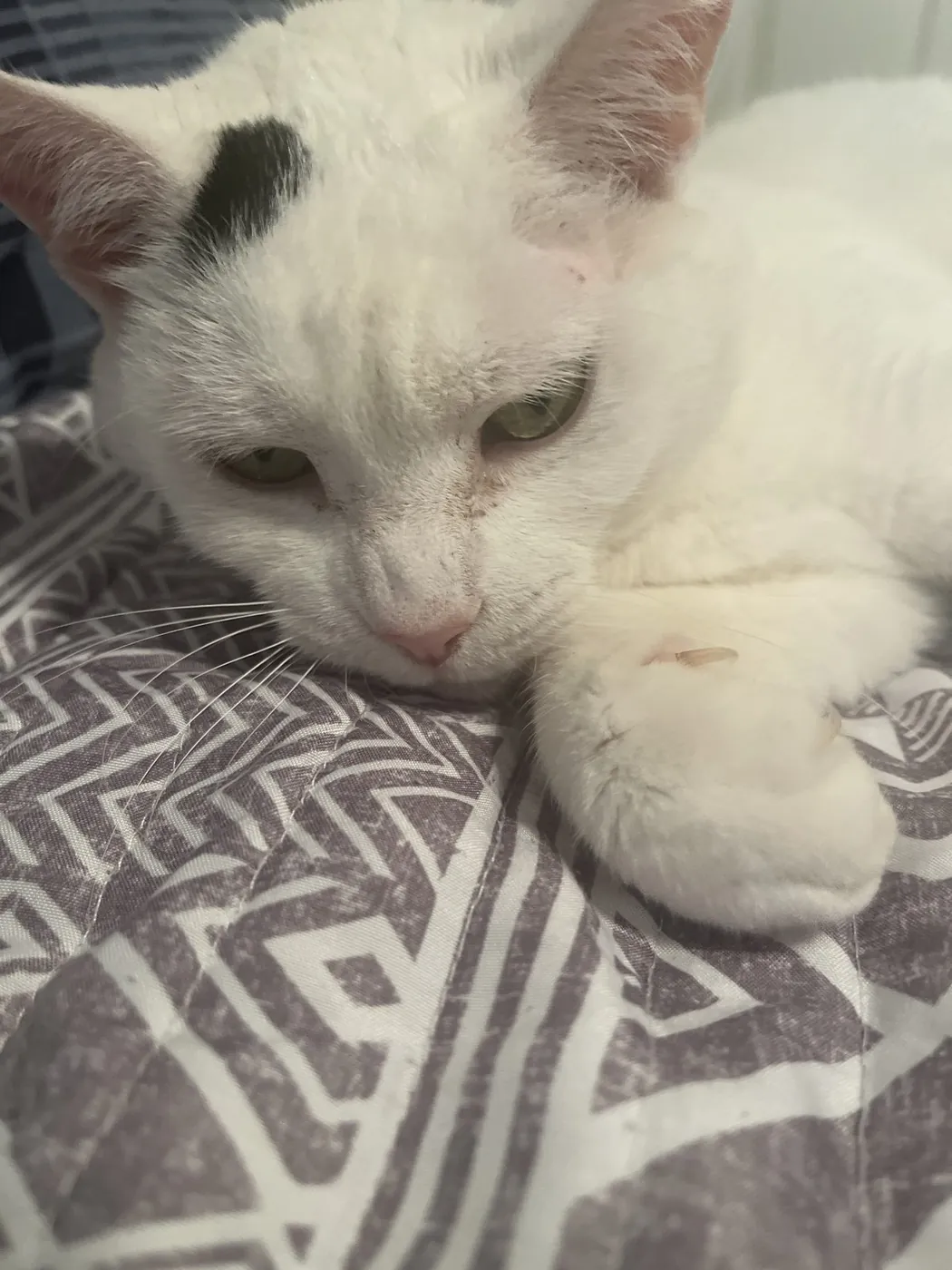 A white cat asleep on a patterned blanket
